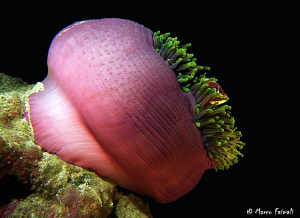 Pink anemonefish (Amphiprion perideraion) in magnificent ... by Marco Faimali 